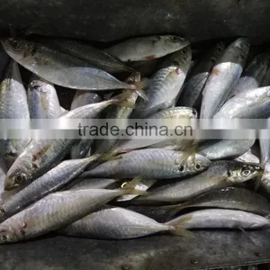 Hot Sale Frozen W/R Horse Mackerel Fresh Fish thumbnail-2