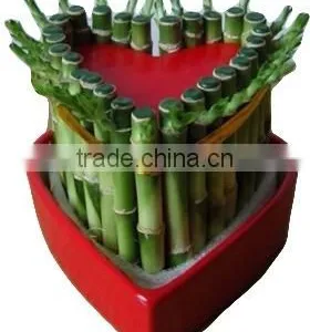 Lucky Bamboo ( Dracaena Sanderiana) Heart Shape thumbnail-3