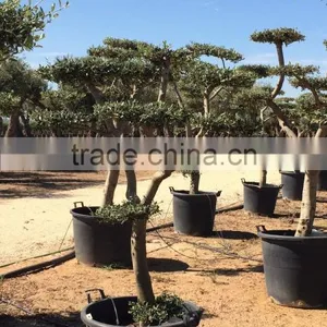 Olive Tree - Olea Europaea Mini Pompon thumbnail-1