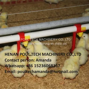 Malawi Poultry & Chicken & Bird Farm Automatic Broiler Ground Breeding System & Chicken Floor Raising System With Automatic Nipple Drinker System thumbnail-2