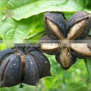 SELLING RAW DRIED SACHA INCHI NUTS FROM VIETNAM thumbnail-5