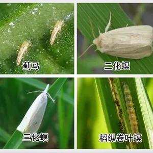 Insecticides Thiocyclam 50%SP Pesticides for Agriculture thumbnail-4