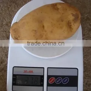 2015 Crop Chinese Fresh Holland Potato With Best Quality thumbnail-2