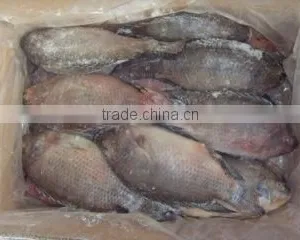 Frozen Tilapia Whole Round and Gutted Scaled thumbnail-1