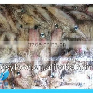 Frozen Whole Califorian Squid thumbnail-5