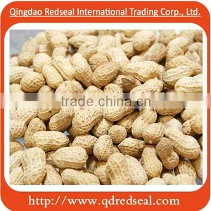 2015 New Crop Roasted Peanuts in Shell thumbnail-1