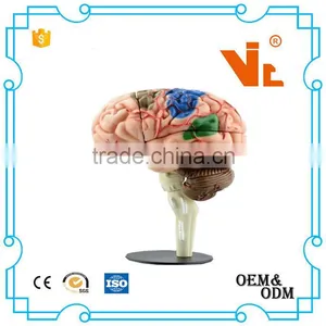 V-HM04 4D MASTER Human Brain Structure Model thumbnail-1