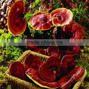 Hot Sale GMP Reishi Mushroom Extract thumbnail-3