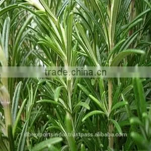 Rosemary Oil (1st) (Rosmarinus Officinalis) thumbnail-1