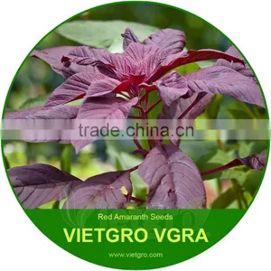 High Yield OP Red Amaranth Seeds- Red Amar thumbnail-1