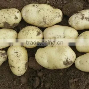 Holland Potato to Dubai Market for Sale thumbnail-2