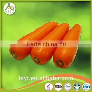 Health Food Fresh Carrot Crisp and Good Flavor Fresh Carrot Carrots thumbnail-6