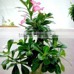 Desert Rose thumbnail-4