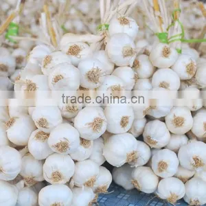 Fresh Ly Son Garlic at Best Price in New Crop thumbnail-3