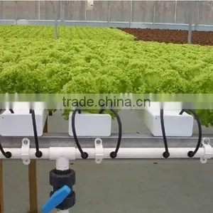 Agricultural Hydroponic Lettuce Cultivation Greenhouse thumbnail-1
