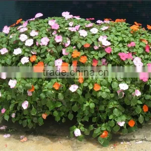 SOL 2015 GOOD DESIGN Box Planter Self-watering Plant Container Compost Bins thumbnail-5