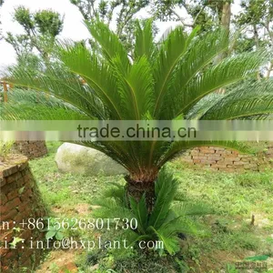 Artificial Cycas Revoluta Sago Cycas for Jurassic Period Dinosaur Hall thumbnail-4