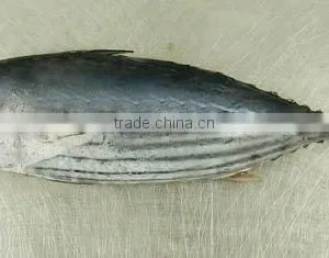Skipjack Tuna thumbnail-1