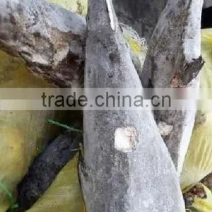 Foods Fish Oil Fish thumbnail-1