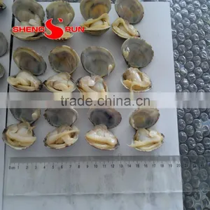 Frozen Boiled Baby Clam thumbnail-5