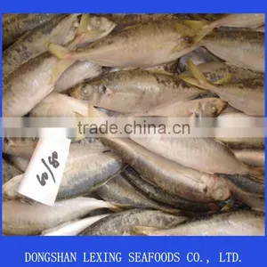 Horse Mackerel thumbnail-1
