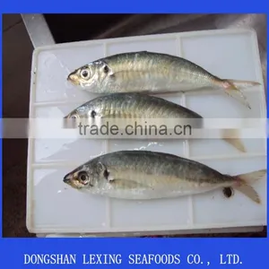 Frozen Horse Mackerel thumbnail-1