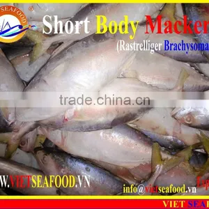 FROZEN SHORT BODY MACKEREL W/R thumbnail-2
