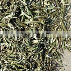 2016 New Dried Olive Leaf thumbnail-2