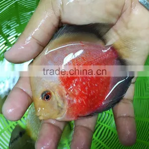 Discus Fish Farm and Export Company thumbnail-2