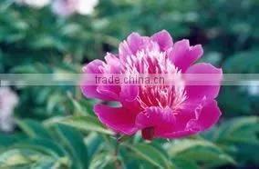 Herbaceous Peony Plant Root thumbnail-1