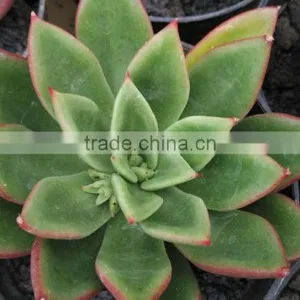 Echeveria Agavoides, Decorative Plants Echeveria, Succulent Plants, Tropical thumbnail-1