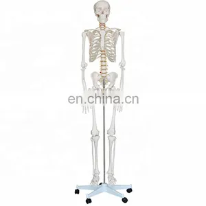 85cm Anatomy Human Organs Model for Medical Teaching Aids for Sale thumbnail-2