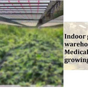 Indoor Growing Newest IP65 Led Grow Light 600w 800w 1000w 0-10v Daisy-chain for Indoor Grow Room Greenhouse Medical Plants Veg Flower Harvest thumbnail-5