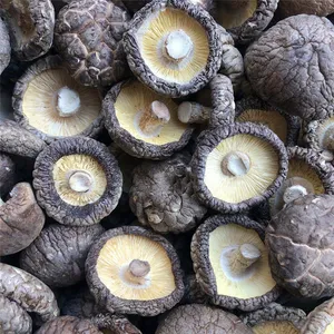 Lentinula Edodes thumbnail-1