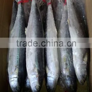 NEW COMING FROZEN SPANISH MACKEREL thumbnail-4