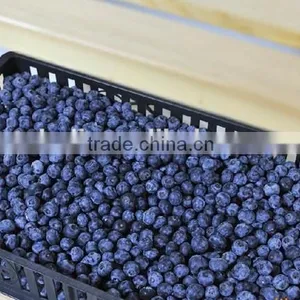 2015 IQF Blueberry thumbnail-3