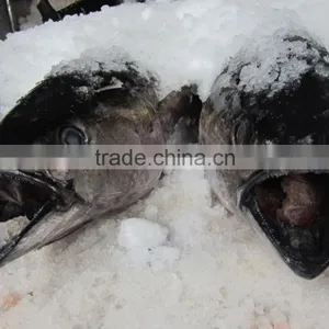 Fresh Yellowfin Tuna Loins thumbnail-1