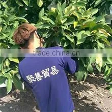Chu Shan Trading Co., Ltd. company overview - view 2 thumbnail