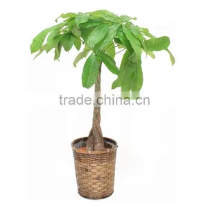 Woody Pachira Aquatica Outdoor Plants Trees and Flowers thumbnail-1