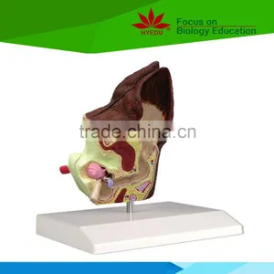Hot Sale School Use Dog Ear Anatomy Model for Vet thumbnail-4