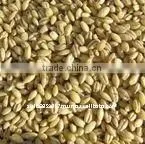Australian Organic Pearl Barley thumbnail-1