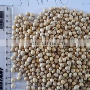 Non-GMO and GMO Soybean Seeds (Human And Animal Feed) thumbnail-1