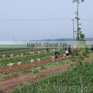 Fresh Chinese Potato for Dubai Market thumbnail-5