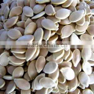 Top High Quality Multiple Extract Ratio-Pumpkin Seed Extract---pumpkin Seed Oil Making Machine From SinoBNP thumbnail-1