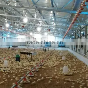 Full Automatic Africa Farm Poultry Equipment for Chickens thumbnail-2