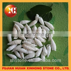 Natural Decotative Semicassis Inornata Seashell for Sale thumbnail-1