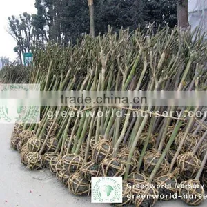 Lagerstroemia Indica Flower Landscaping Trees thumbnail-1