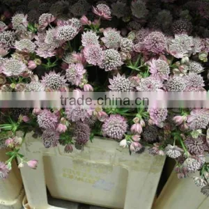 Astrantia thumbnail-3