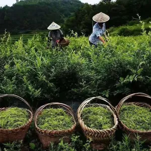 Vine Tea Extract （ 20% - 98% Dihydromyricetin） thumbnail-3