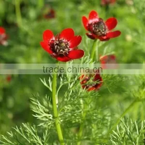 Summer Adonis , Adonis,flower Seed thumbnail-2